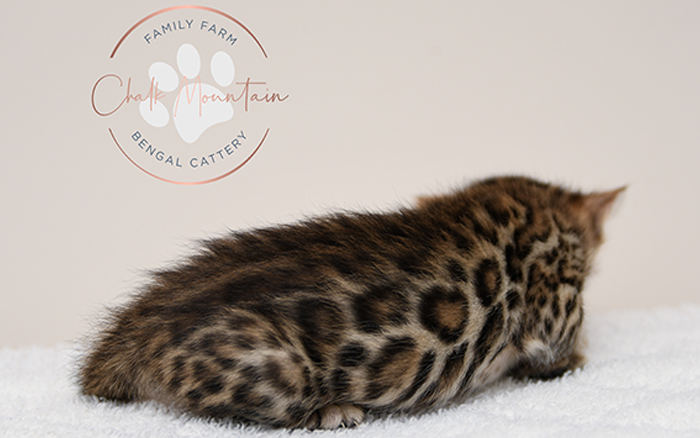 Bengal kitten for sale